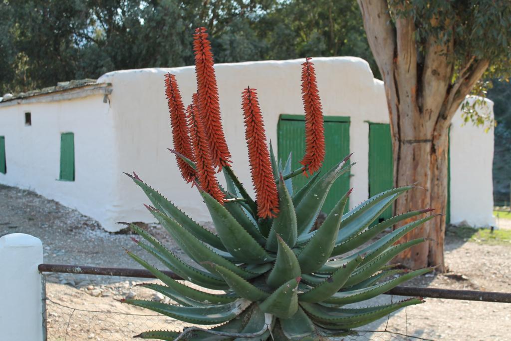Matjiesvlei Guestfarm Villa Калицдорп Екстериор снимка